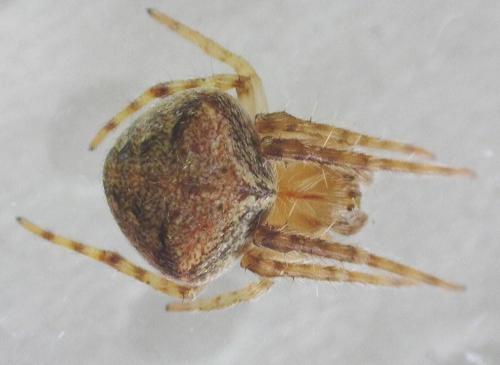 Réf. 338 052 : Araneus (sturmi-triguttatus)